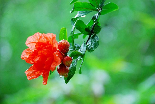 花信风 夏至之石榴 五月榴花照眼明 知乎