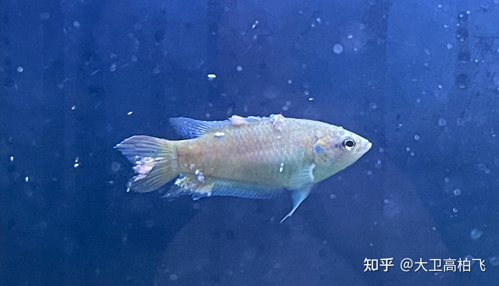 鬥魚身上長這種東西是什麼病? - 知乎