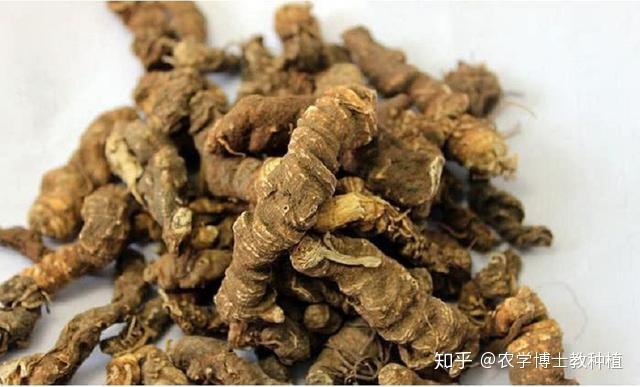 这种野生名贵药材，掌握几个种植技巧，人工栽培也能稳定丰产 - 知乎