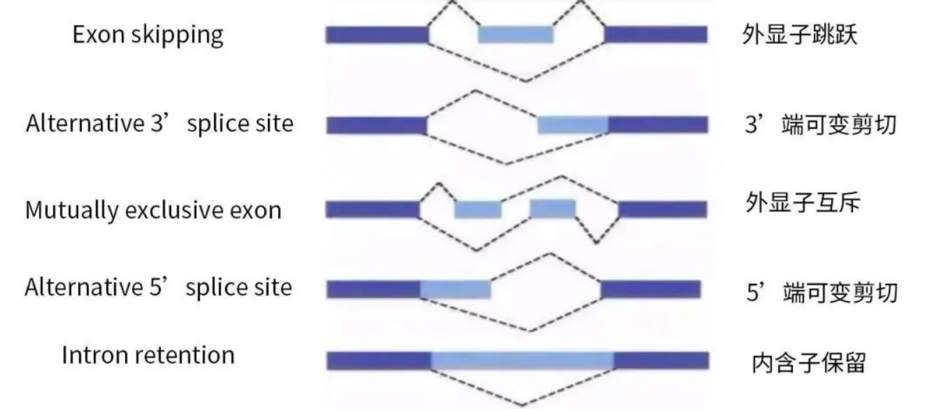科普|可变剪切 - 知乎
