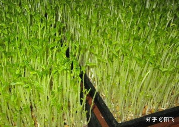 农民种植豌豆苗 掌握好种植方法 才能苗嫩 苗壮 苗齐 叶用豆苗种植 五品网