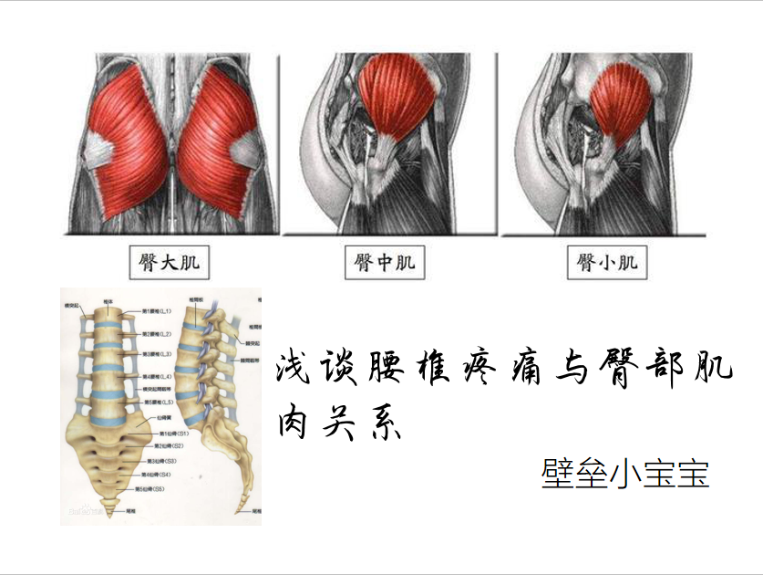 浅谈腰椎疼痛与臀部肌肉关系
