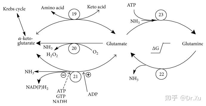 谷氨酰胺的代谢一般有两种形式,区别主要在于对tca循环的补充程