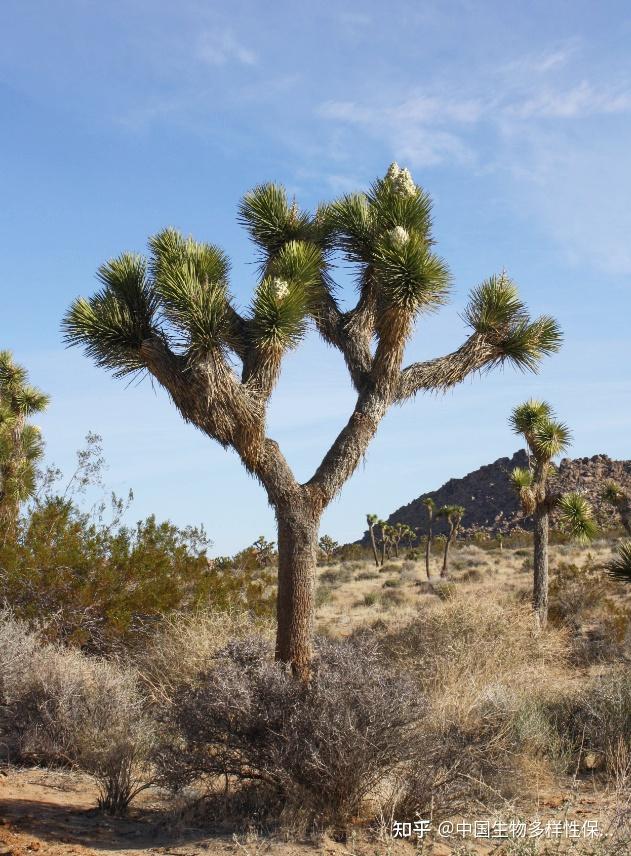 绿色危机清洁能源如何拯救濒危生物