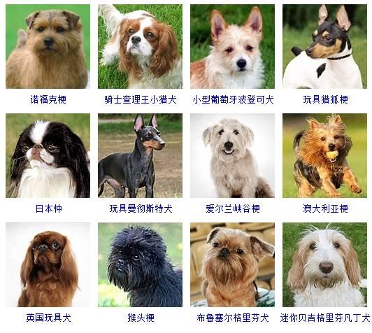 178种狗狗品种大全,原来按体型智商都是这么分! - 知乎