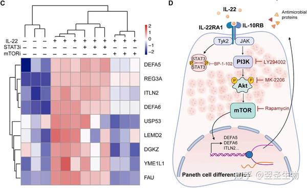 PI3k-AKT-mTOR信号通路相关抗体及研究 - 知乎