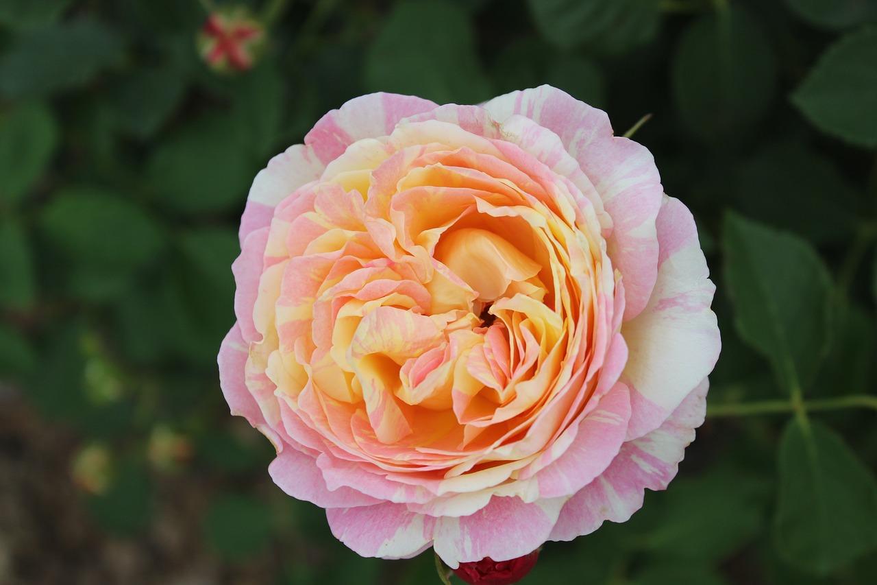 如何沙藏月季枝条