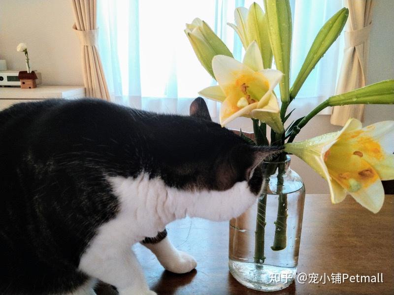 说下花中毒王-百合花