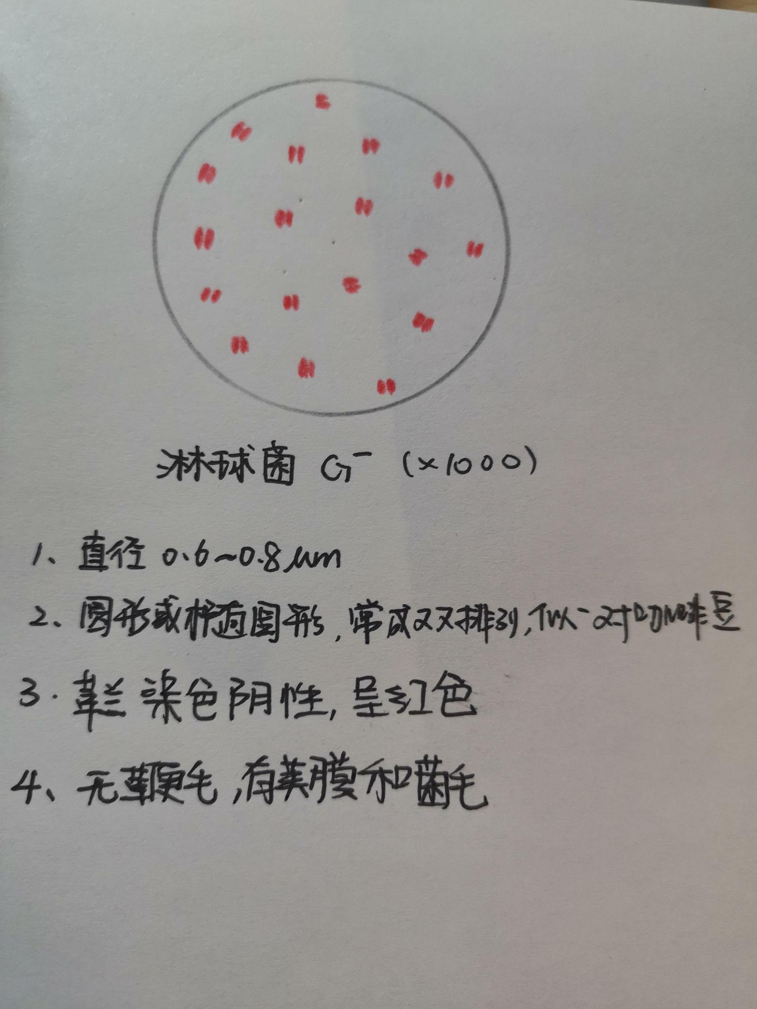 各位大神有葡萄球菌結核桿菌大腸桿菌蠟樣芽孢桿菌炭疽