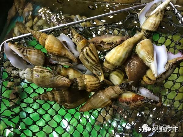 著名螺类食材大全，你吃过几种呢？ - 知乎