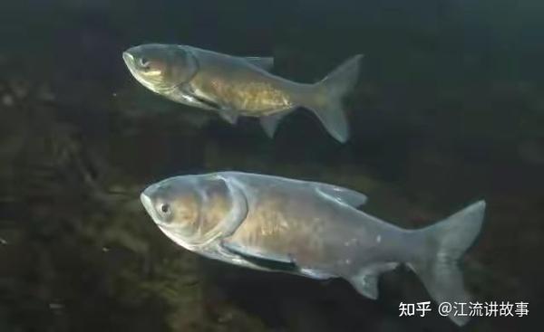 邓刚老师最喜欢钓的鱼种——鲢鳙 - 知乎