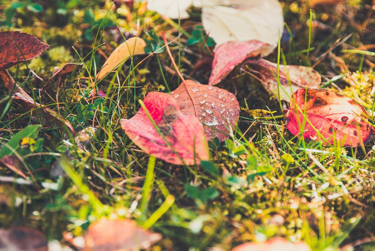 3. 栀子花落叶季节