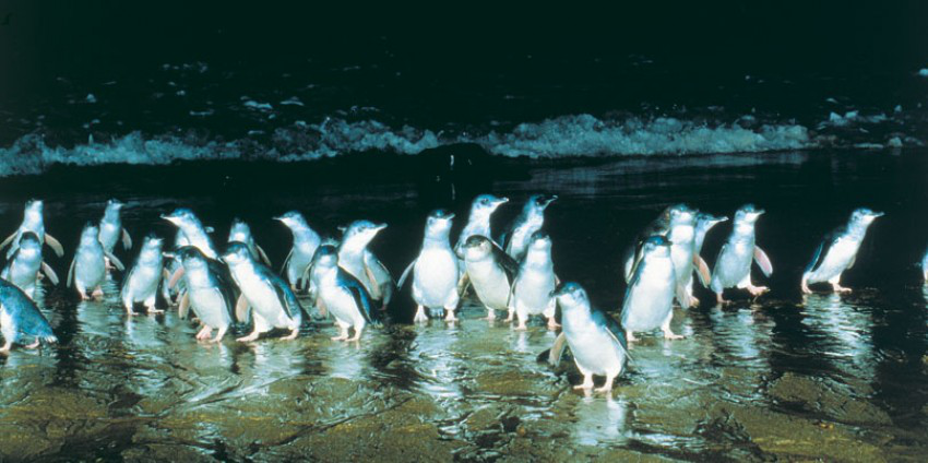 人家真的是叫小蓝企鹅没有在卖萌的