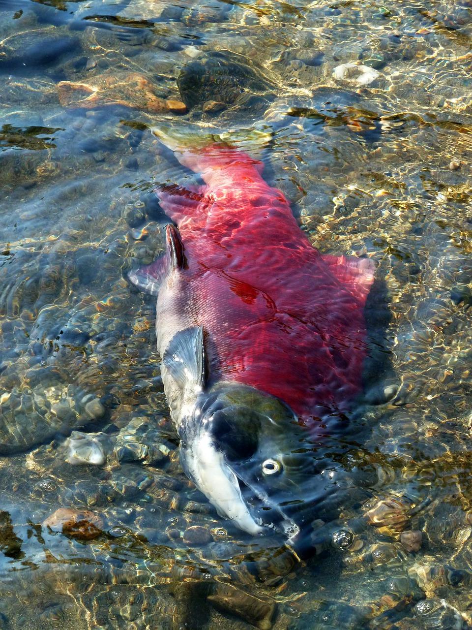 2. 鲷鱼产卵环境