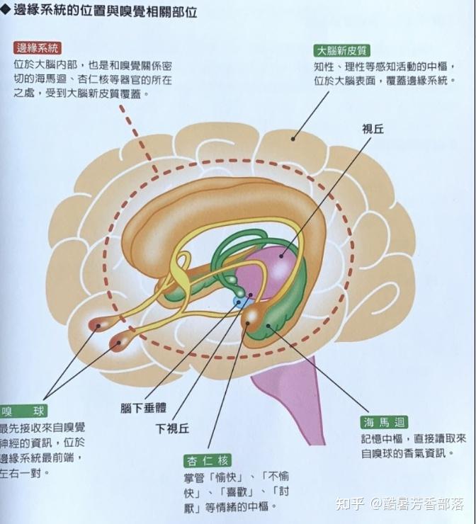 的嗅球接收到我們吸嗅氣味分子,會把這個信息通過嗅束傳入到邊緣系統