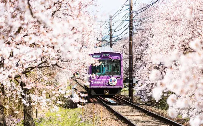 电车开进樱花林,这不就是最唯美的日剧场景吗?