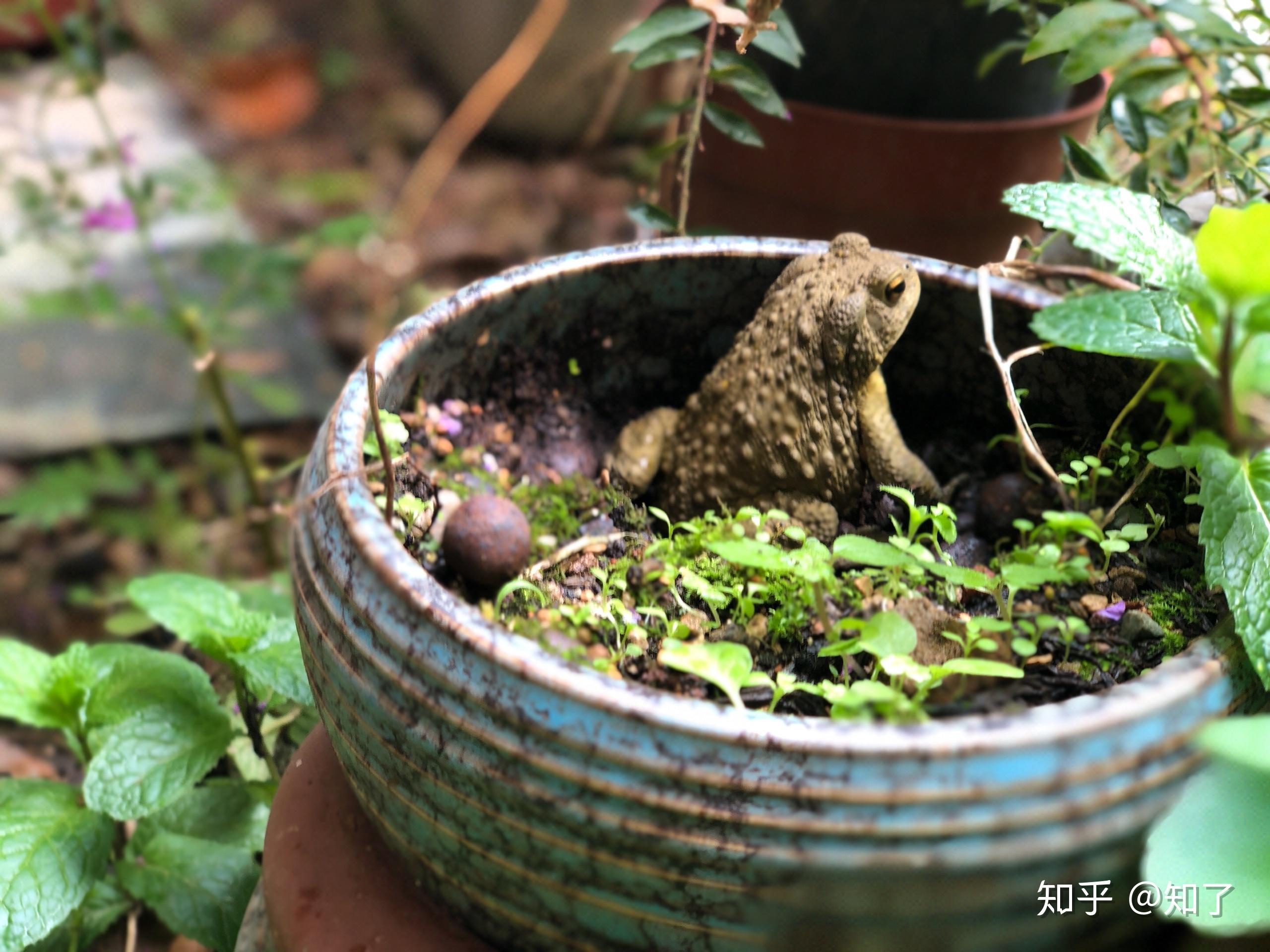 于是我又到花鸟市场买鱼食时又买了乌