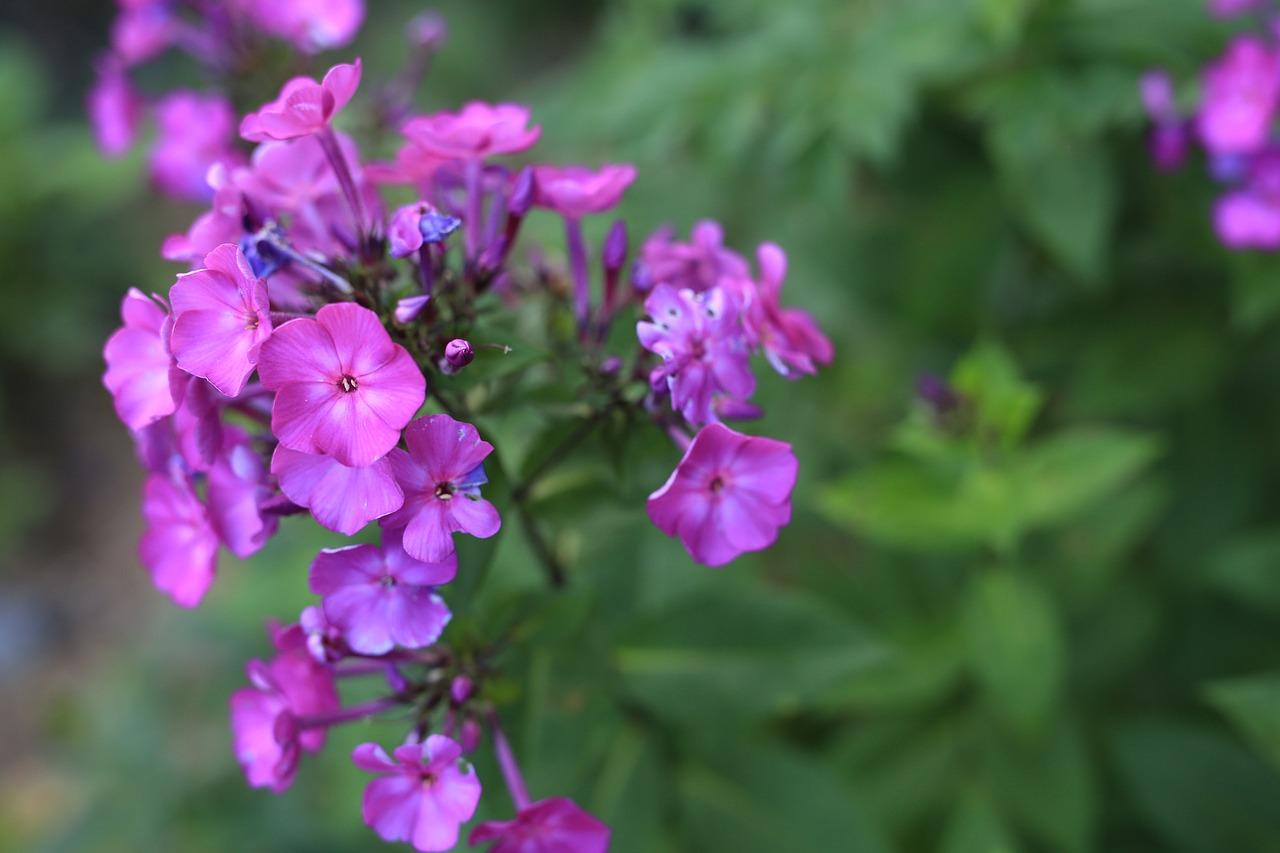 2. 花海公园攻略