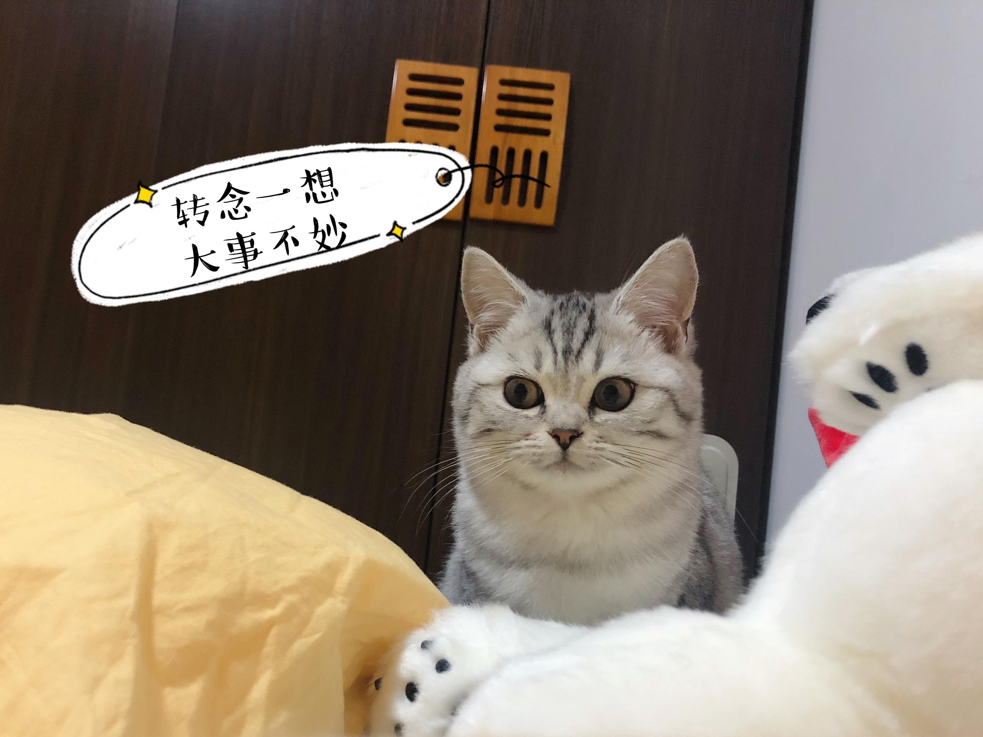 新手养猫第一课——猫癣 知乎