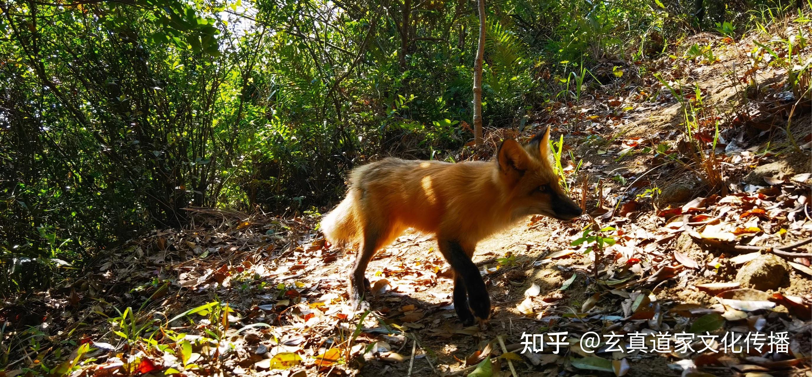 深圳阳台山中狐狸,很漂亮