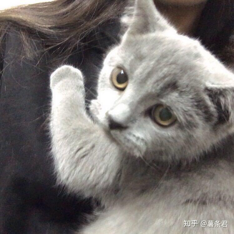 吸猫群、养猫交流群有想要进的吗 - 知乎