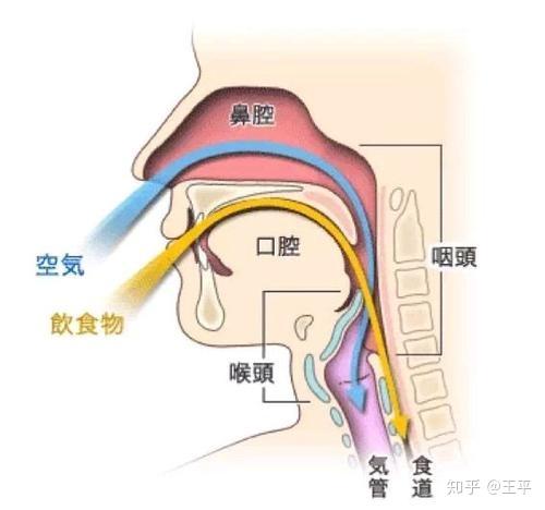 咽炎和食道的位置图片图片