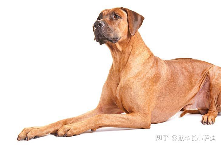 在非洲加纳买的狗.五个月,肩高47公分.这是什么品种?