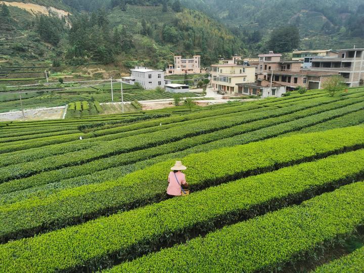旱塘和茶叶 - 知乎