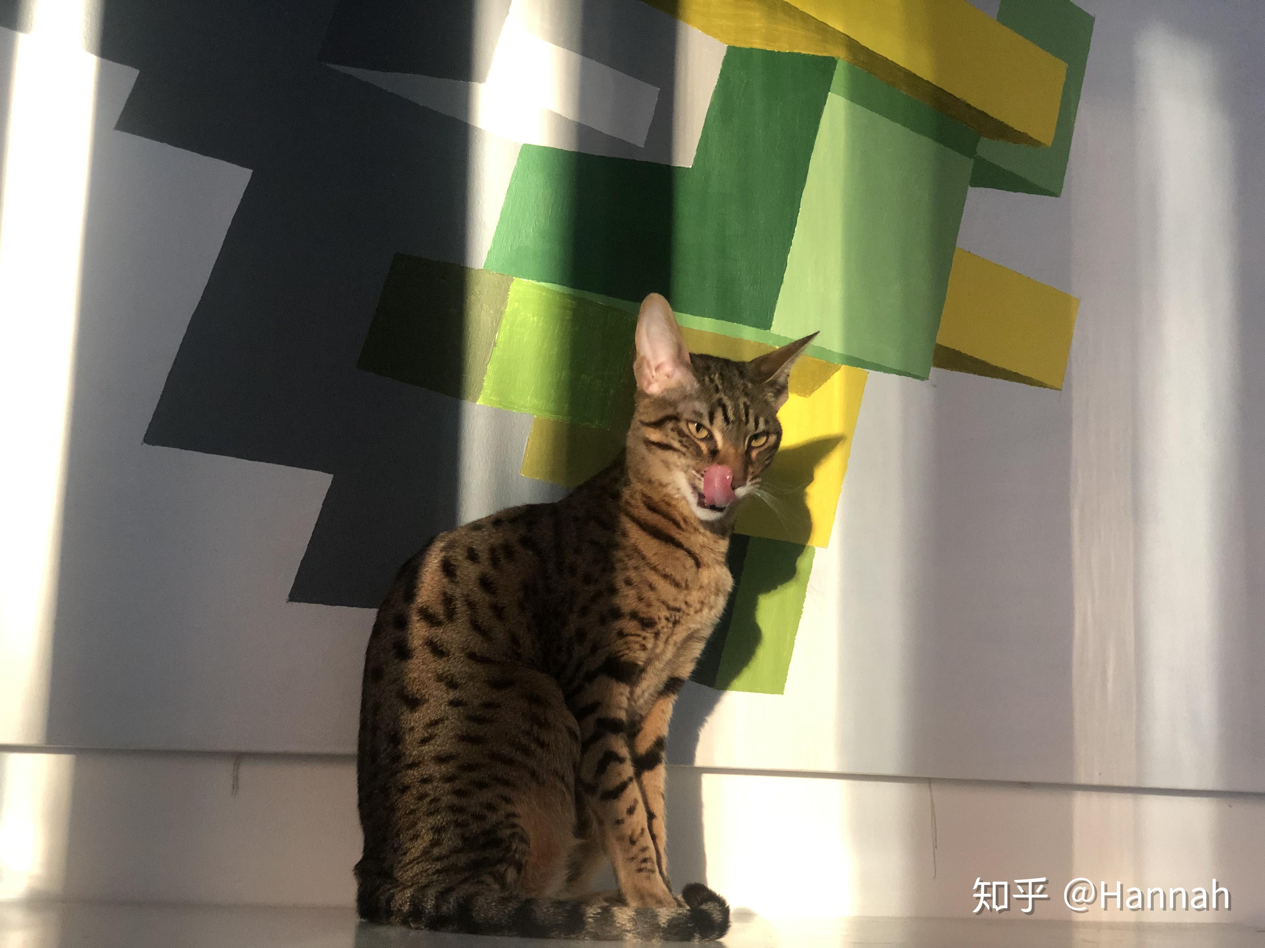 如何领养一只萨凡纳猫