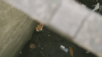 猫咪小百科——网传:流浪猫能帮忙找回丢失的猫咪?这是真的! - 知乎