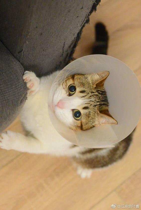 云养猫是什么样的体验? - 知乎