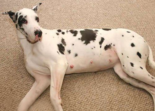 怀孕40天左右的狗狗照了腹部x光,会对狗宝宝产生影响吗? - 知乎