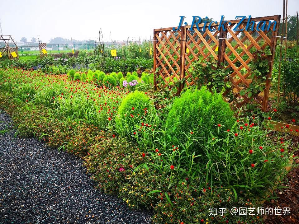 月季是一種非常優秀的景觀植物,在蔬菜花園中我選擇十幾個品種,有歐月