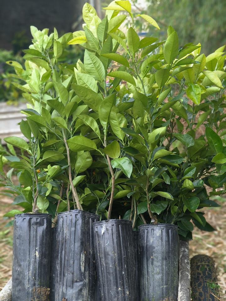让您的果树焕发新生，砧木倒砧技术，让果树的更新换代变得轻松简单！ - 知乎