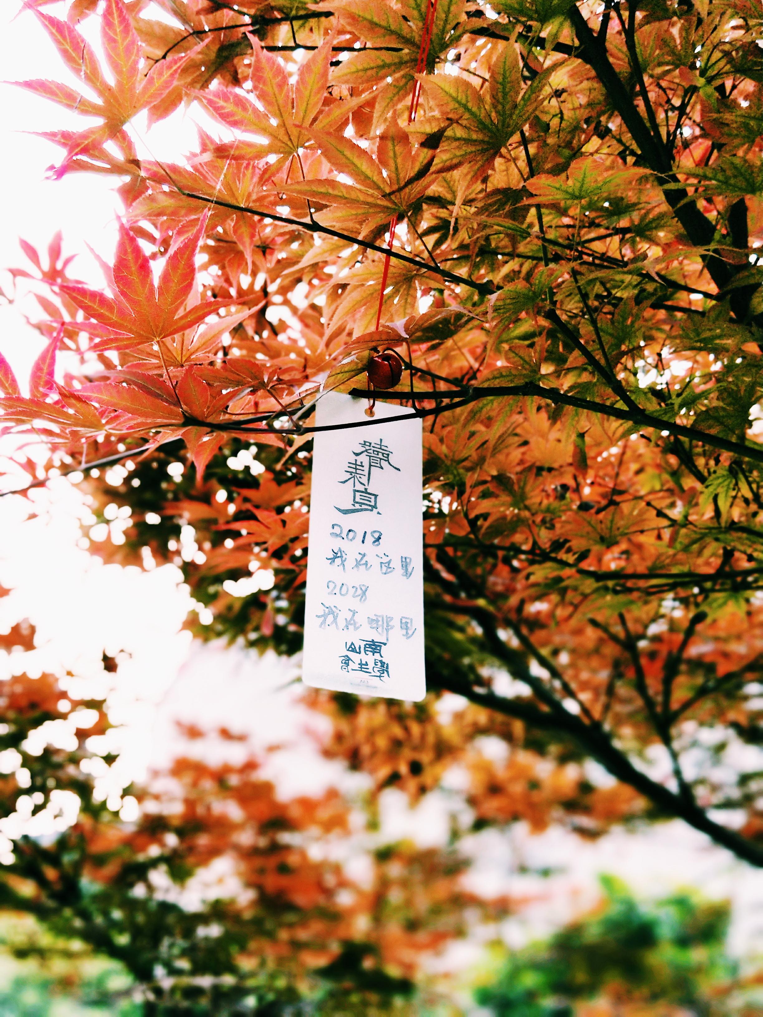 Zhihu banner for @katiana