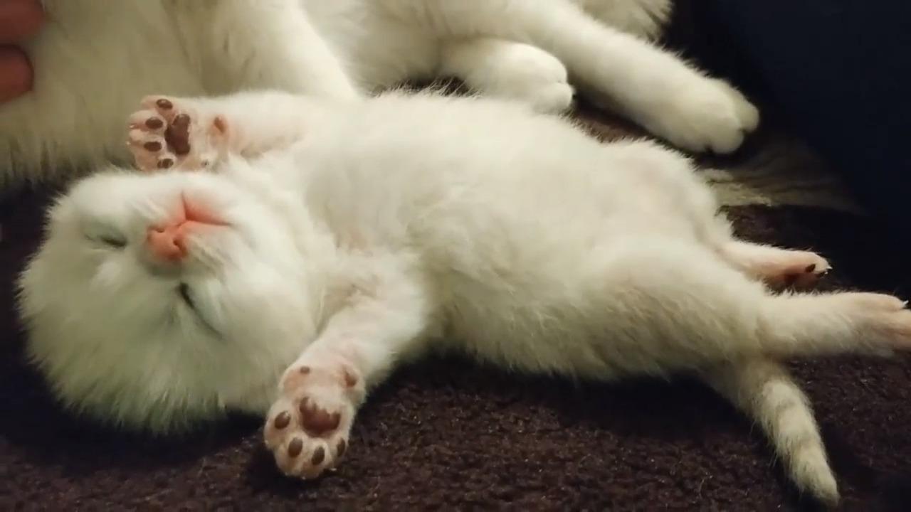 小奶猫排队睡觉太萌了看看谁还没睡呢