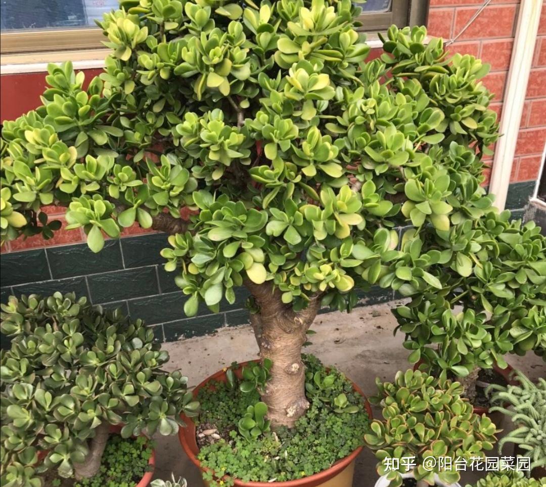 5种长寿花,天生“富贵命”,养它几十年,就是“传世宝”(名贵长寿花)