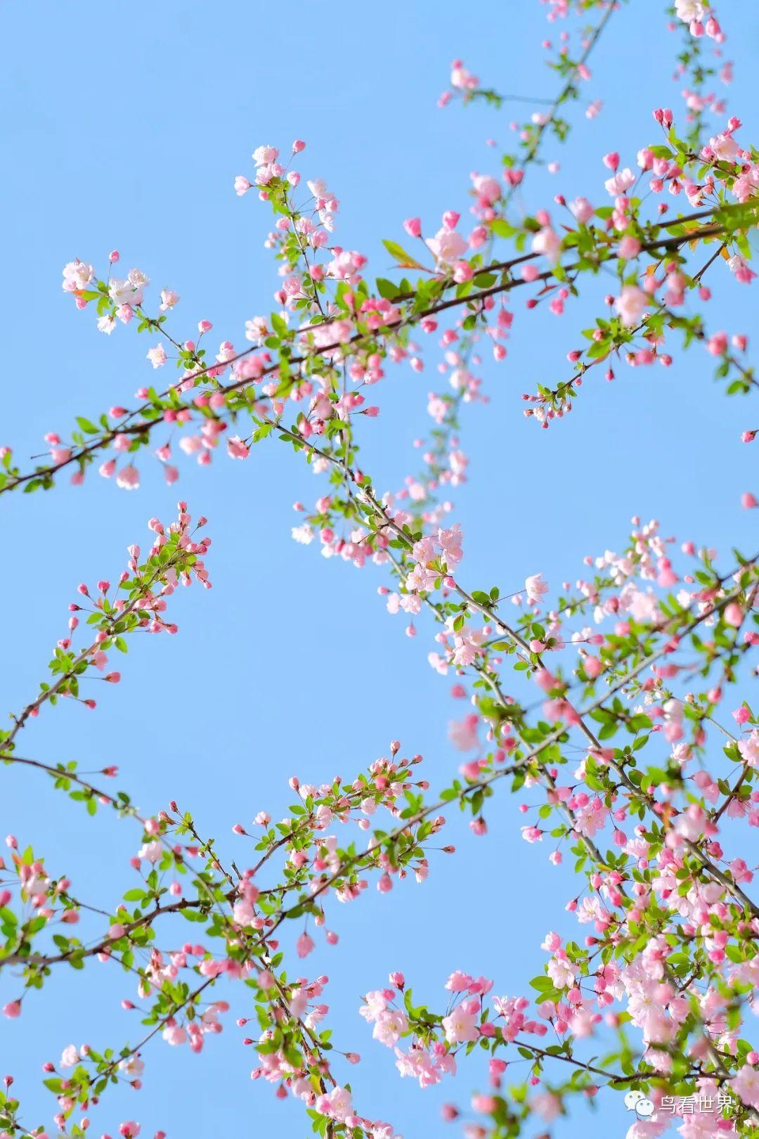 春天到了你会用那种花的花语来表达疫情这些天的感受