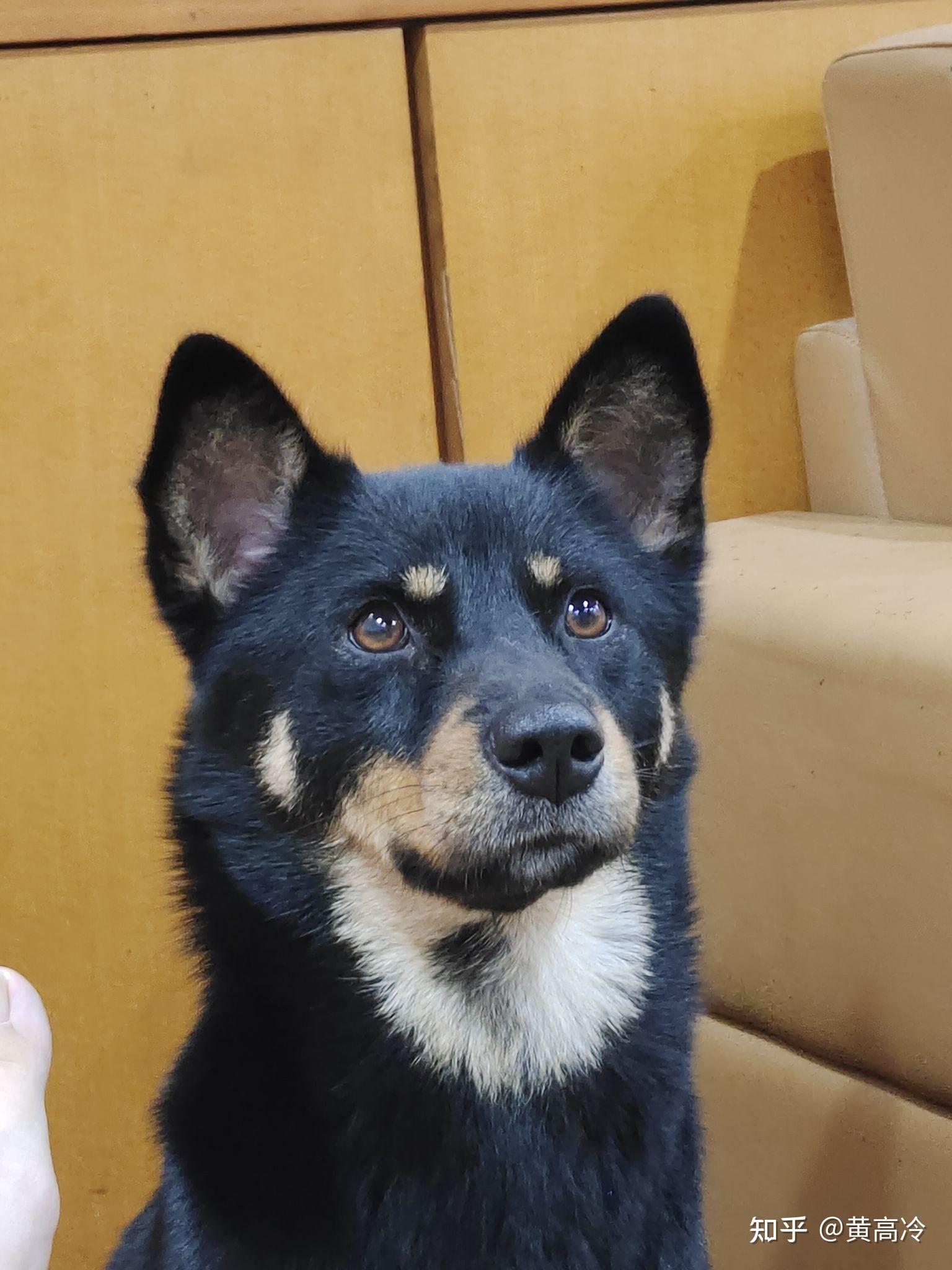 想看铁包金(俗称四眼)毛色的中华田园犬,大家可以发我看看吗? - 知乎