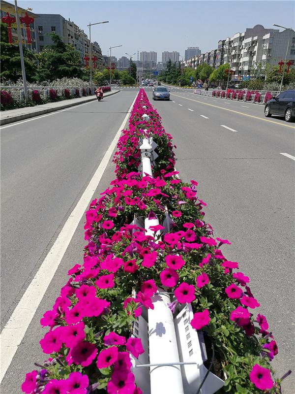 道路隔离护栏穿上花衣护栏绿化装扮道路美景如画