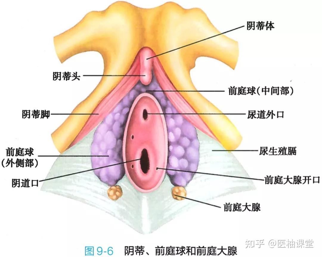 前庭球在哪个位置图片图片