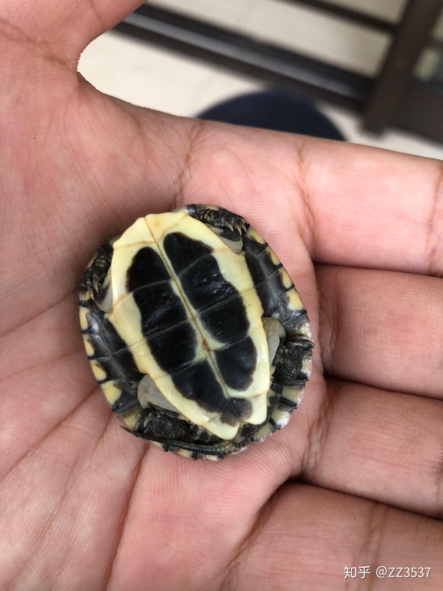 记录新草龟苗的成长过程.