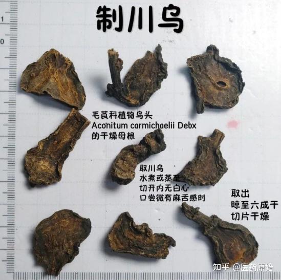 制川乌川乌,草乌,附子的图文鉴别(二)川乌,草乌生品与制品比较川乌