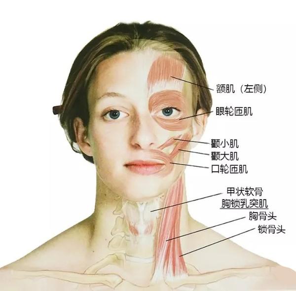 医美运营应该懂点「面部骨骼/肌肉解剖图」 - 知乎