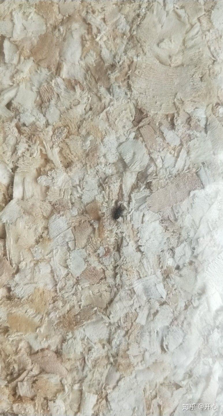 我家仓鼠死了整理的时候发现木屑里有很多小虫子我想知道这些小虫子跟