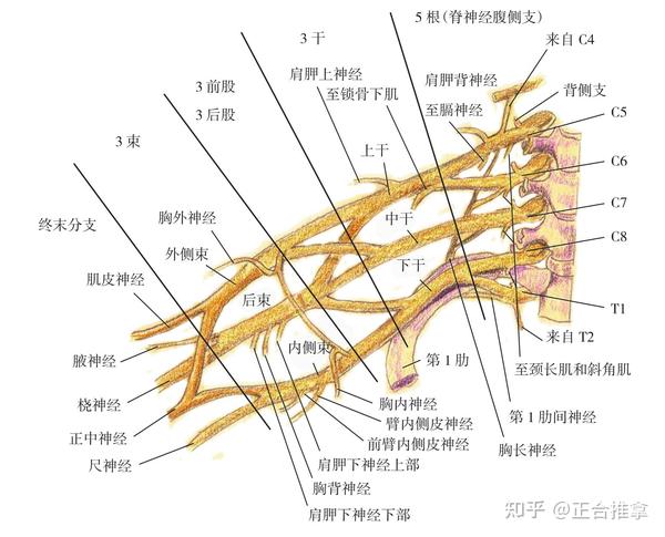 臂丛神经解剖、损伤 - 知乎