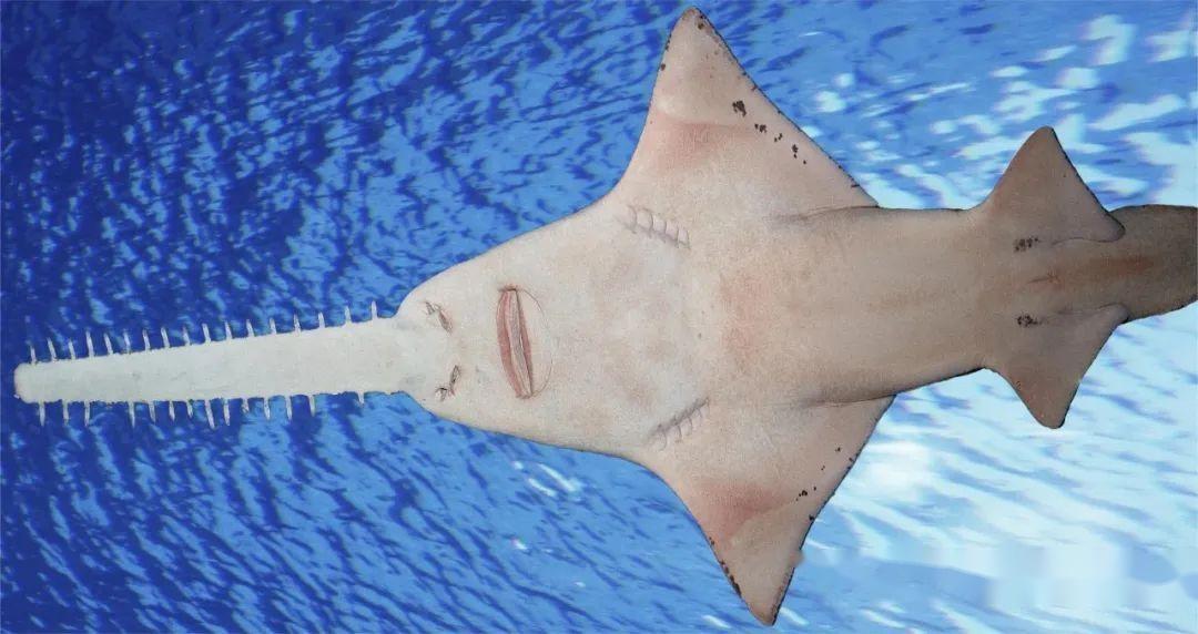 冰淇淋上趴了个虫子,牡蛎里趴了个螃蟹,哪个能吃?