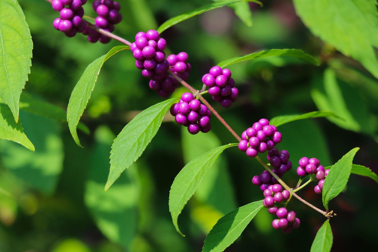 香蕉的装扮是什么