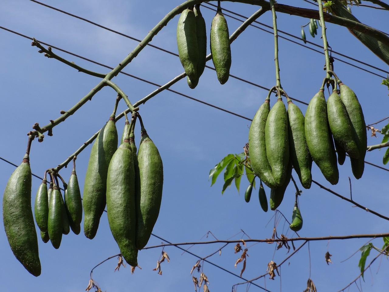 蚕丝壳如何美容