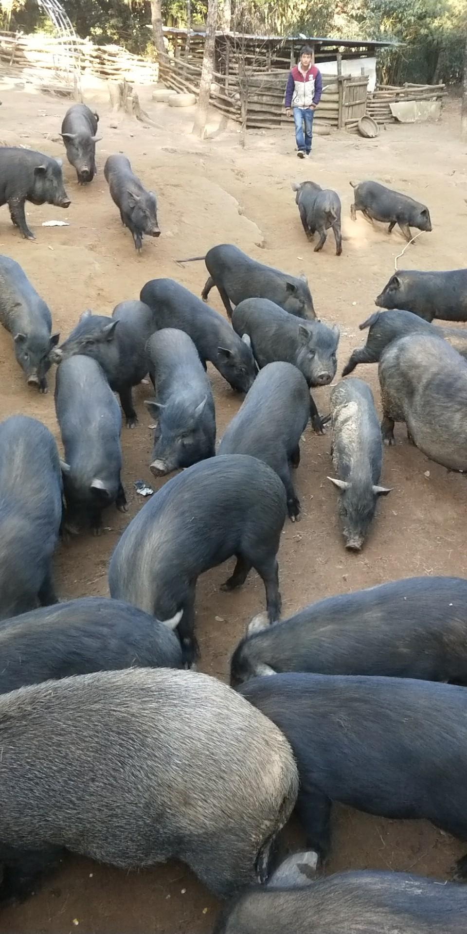黑猪养殖:如何养出真正高品质的好猪